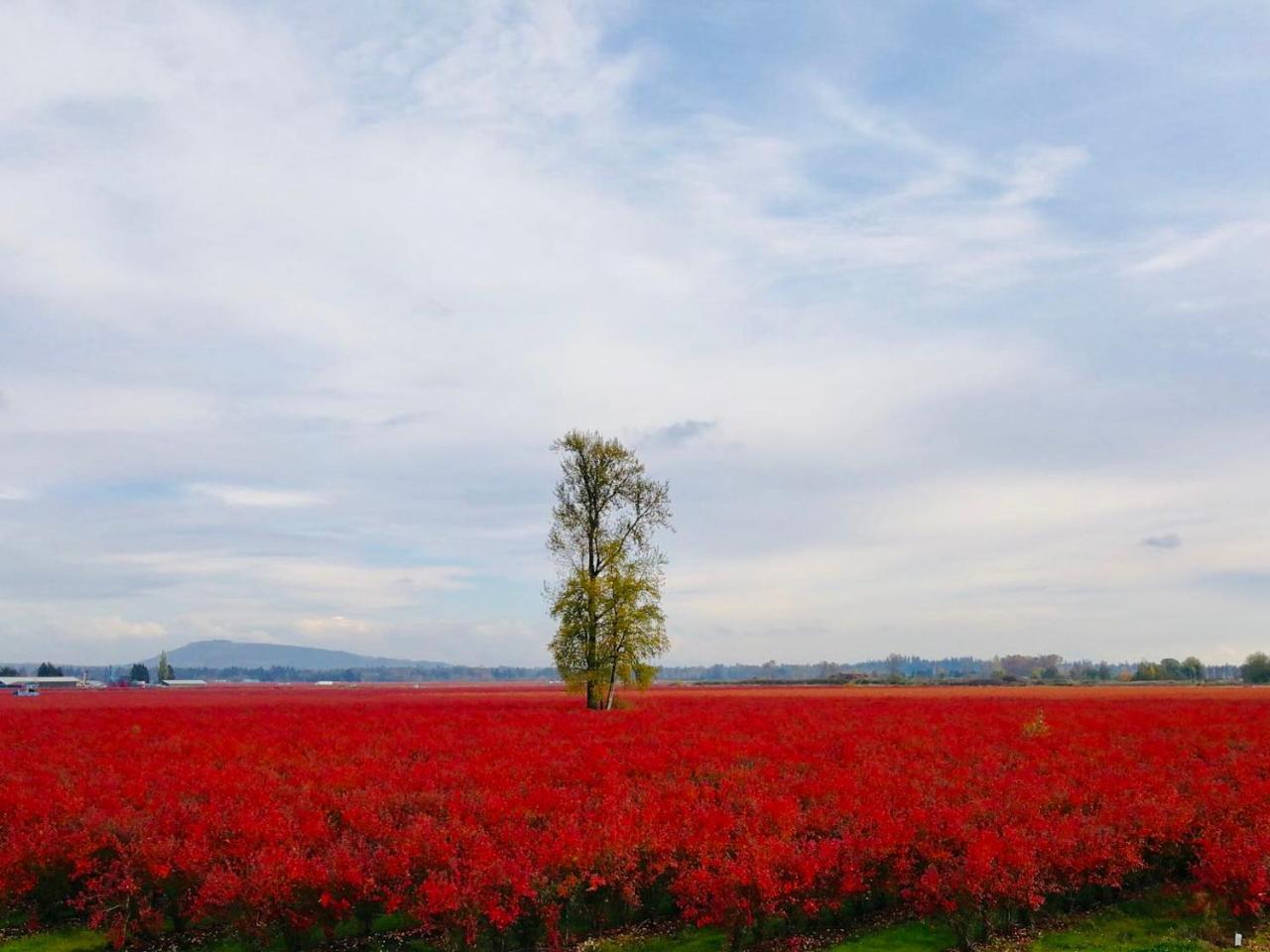 Cedar Manor Bed And Breakfast Pitt Meadows Εξωτερικό φωτογραφία